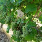 Riesling-Weinberg des Weinguts Lersch im Herbst