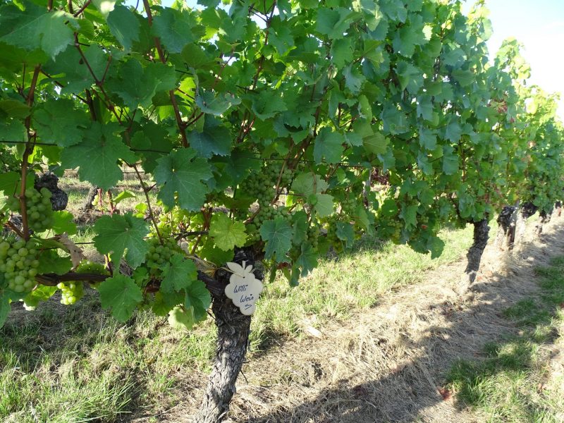 Riesling-Weinberg des Weinguts Lersch im Herbst